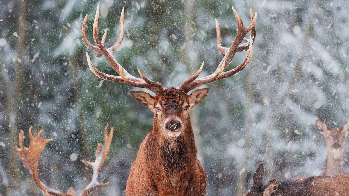 Geyikler Kendilerini Savunmak ve Dişileri Etkilemek İçin Kullandıkları Boynuzlarını Neden Bazı Dönemlerde Dökerler? Üstelik Bu Kadar İşe Yarıyorken...