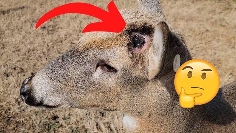 Geyikler Kendilerini Savunmak ve Dişileri Etkilemek İçin Kullandıkları Boynuzlarını Neden Bazı Dönemlerde Dökerler? Üstelik Bu Kadar İşe Yarıyorken...