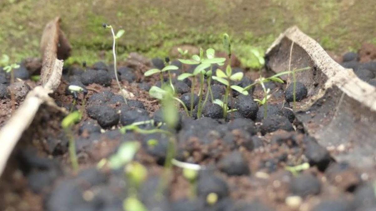 Kenyalılar Neden Bu Siyah Topları Ülkenin Dört Bir Yanına Bırakıyor? Çok Mantıklı Bir Sebebi Var!