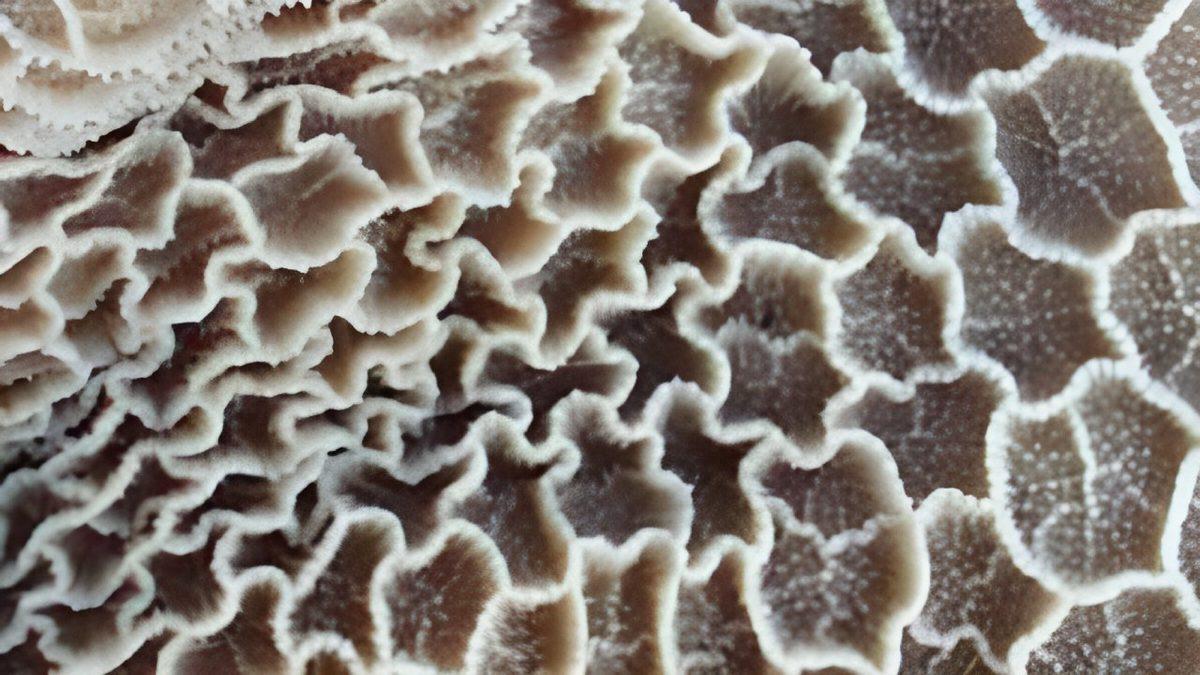 İneklerin, Çoğu Hayvandan Farklı Olarak Neden 4 Bölümlü Bir Midesi Vardır?