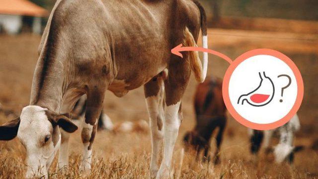 İneklerin, Çoğu Hayvandan Farklı Olarak Neden 4 Bölümlü Bir Midesi Vardır?