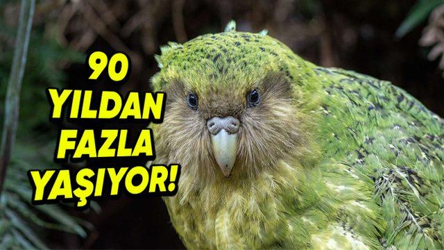 Dünyanın En Tombul ve Uçamayan Tek Papağanı Kakapo Hakkında İlginç Gerçekler: Nesli Tükenmek Üzere...
