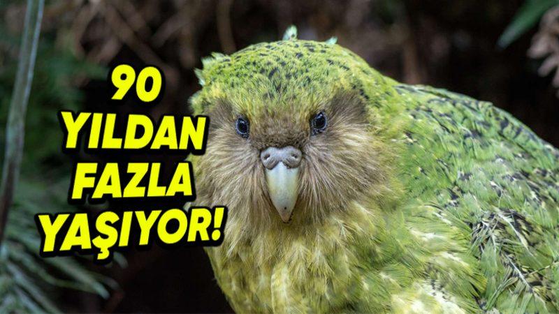 Dünyanın En Tombul ve Uçamayan Tek Papağanı Kakapo Hakkında İlginç Gerçekler: Nesli Tükenmek Üzere...