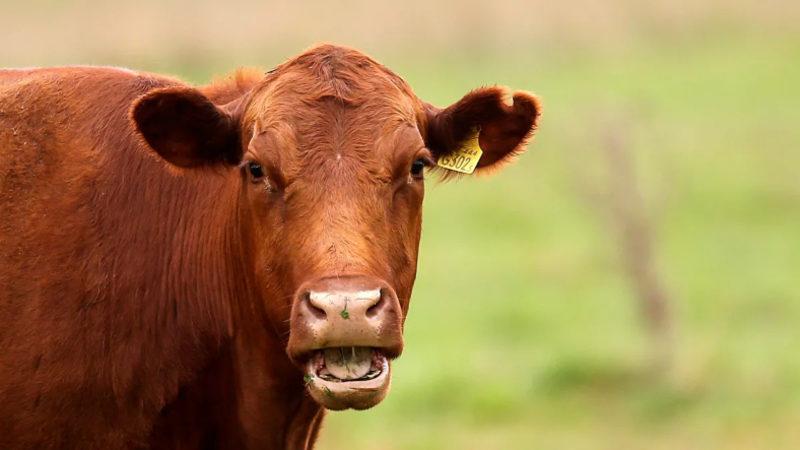 Bilim İnsanları, Metan Gazı Çıkarmayan İnekler Üretmeyi Amaçlıyor