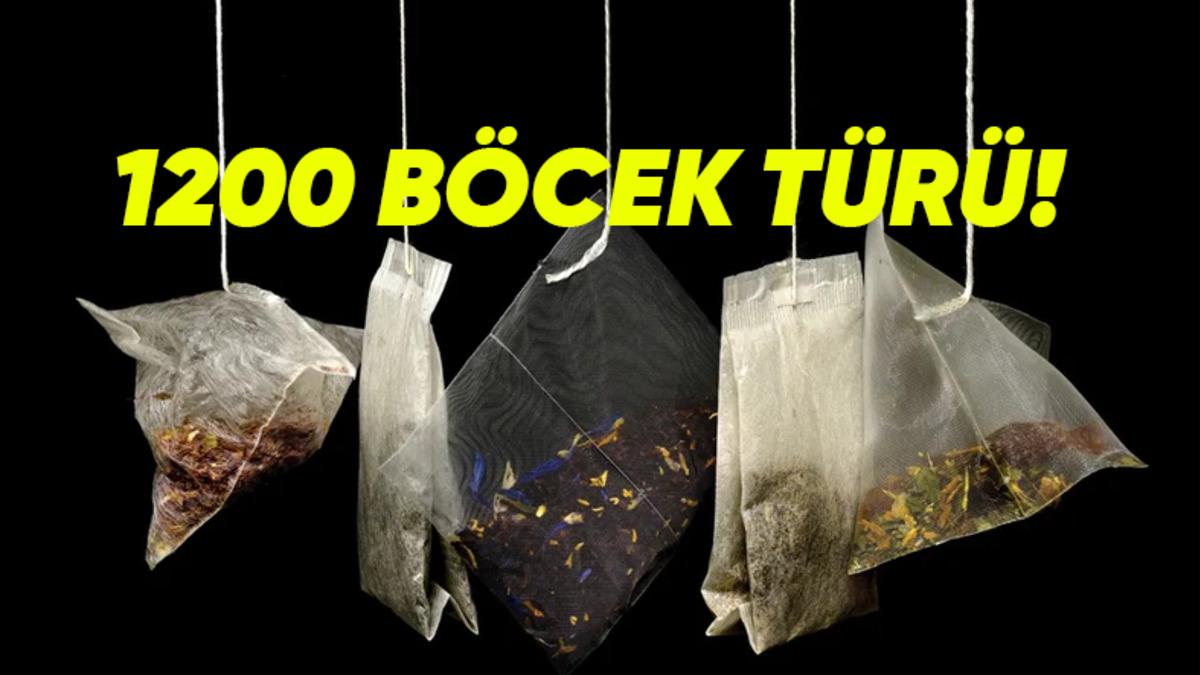 Poşet Çayların İçinde Nasıl Oluyor da 1200’den Fazla Böcek Türü DNA’sı Bulunuyor?