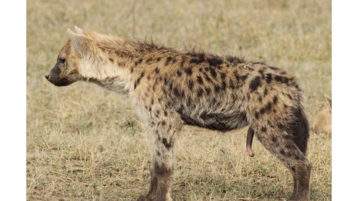 Sırtlanlar Nasıl Oluyor da ’Penisleriyle’ Doğum Yapıyor? Bu Akılalmaz Duruma Bilimin Bir Cevabı Var!