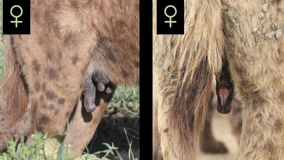 Sırtlanlar Nasıl Oluyor da ’Penisleriyle’ Doğum Yapıyor? Bu Akılalmaz Duruma Bilimin Bir Cevabı Var!