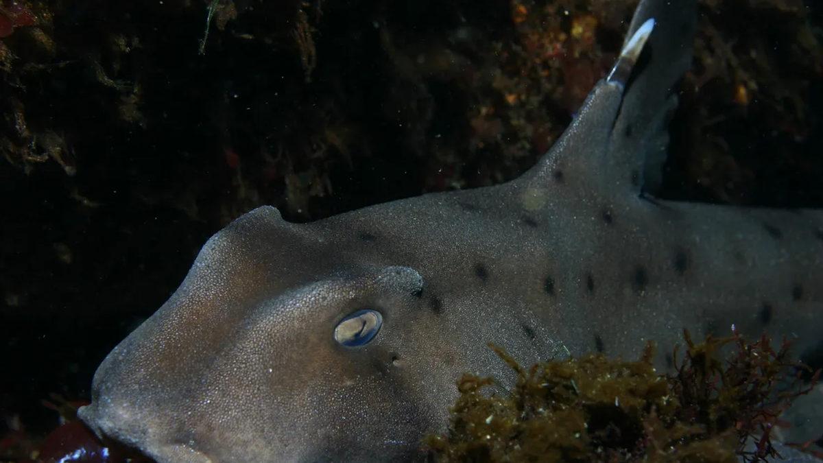 Bazı Köpekbalığı Yumurtalarının Spiral Şeklinde Olmasının Aklınızın Ucuna Gelmeyecek Sebebi