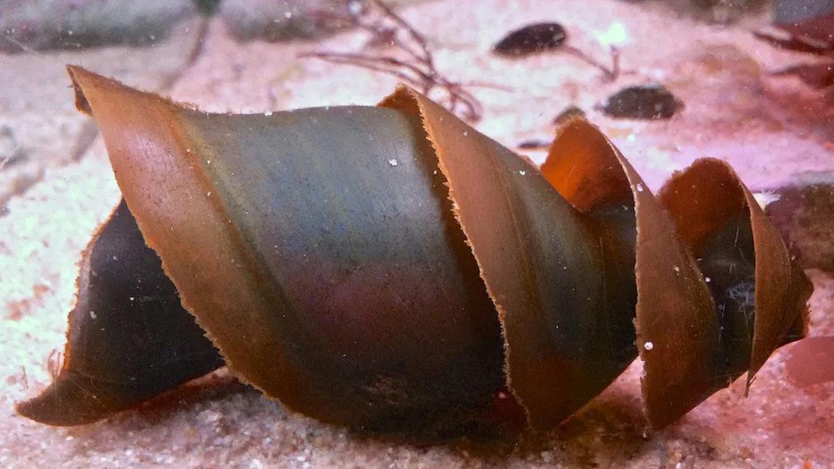 Bazı Köpekbalığı Yumurtalarının Spiral Şeklinde Olmasının Aklınızın Ucuna Gelmeyecek Sebebi