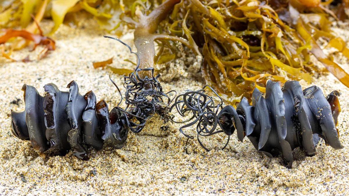 Bazı Köpekbalığı Yumurtalarının Spiral Şeklinde Olmasının Aklınızın Ucuna Gelmeyecek Sebebi