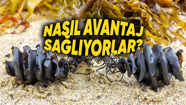 Bazı Köpekbalığı Yumurtalarının Spiral Şeklinde Olmasının Aklınızın Ucuna Gelmeyecek Sebebi