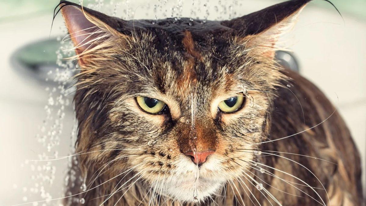 Kedilerin Sudan Düşmanı Gibi Nefret Etmesinin Ardındaki Sebepler: Asla Yıkamamalısınız!