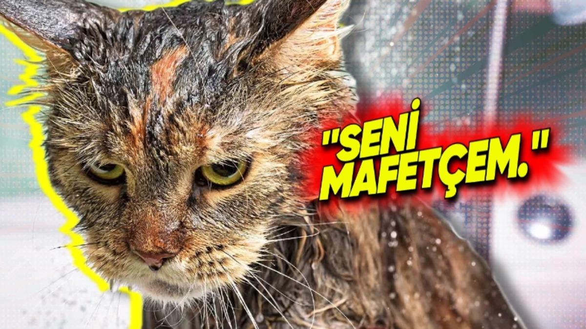 Kedilerin Sudan Düşmanı Gibi Nefret Etmesinin Ardındaki Sebepler: Asla Yıkamamalısınız!