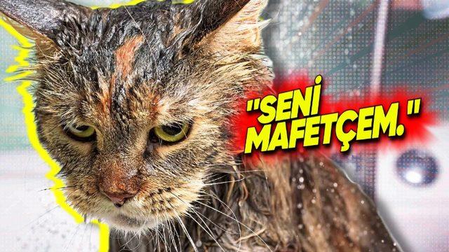 Kedilerin Sudan Düşmanı Gibi Nefret Etmesinin Ardındaki Sebepler: Asla Yıkamamalısınız!