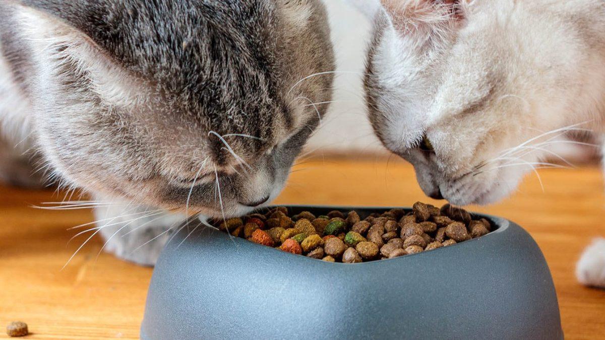 İnsanlar Aynı Yemeği Sürekli Yemekten Sıkılırken, Evcil Hayvanlar Her Gün Aynı Mamayı Yemekten Sıkılmıyor mu?