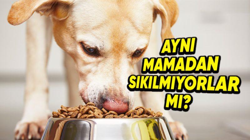 İnsanlar Aynı Yemeği Sürekli Yemekten Sıkılırken, Evcil Hayvanlar Her Gün Aynı Mamayı Yemekten Sıkılmıyor mu?