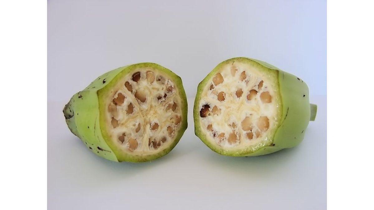 Neredeyse Tüm Meyvelerde Çekirdek Varken Muzlarda Neden Yok? Üstelik Bu Şekilde Nasıl Çoğalabiliyorlar?