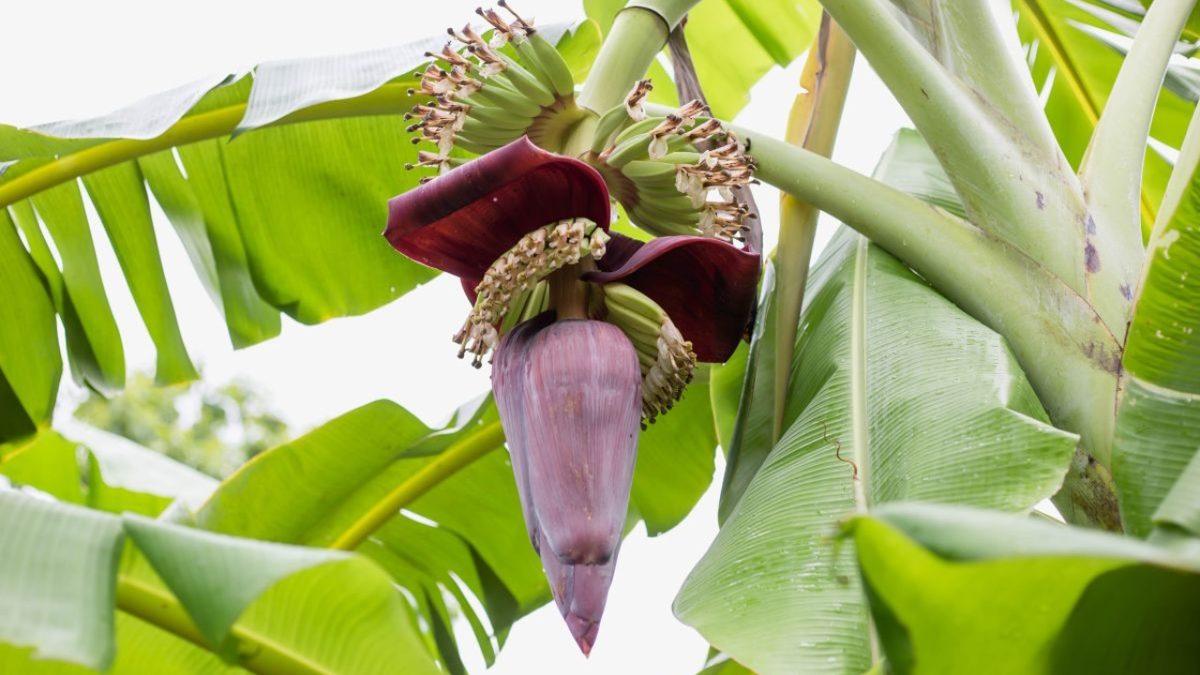 Neredeyse Tüm Meyvelerde Çekirdek Varken Muzlarda Neden Yok? Üstelik Bu Şekilde Nasıl Çoğalabiliyorlar?