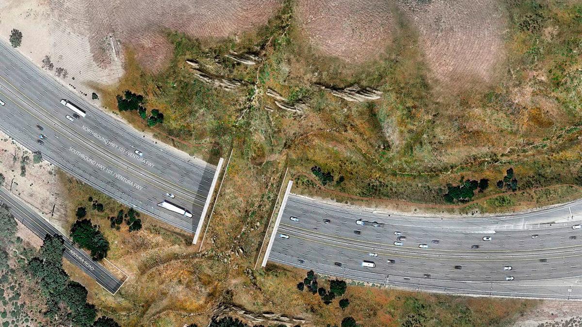 Her Gün Trafiğin Ortasında Can Çekişen Hayvanlar İçin İnşa Edilen Muazzam Yaban Hayatı Köprüsü (92 Milyon Dolar Harcandı!)