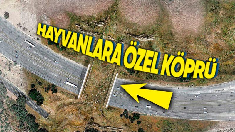 Her Gün Trafiğin Ortasında Can Çekişen Hayvanlar İçin İnşa Edilen Muazzam Yaban Hayatı Köprüsü (92 Milyon Dolar Harcandı!)