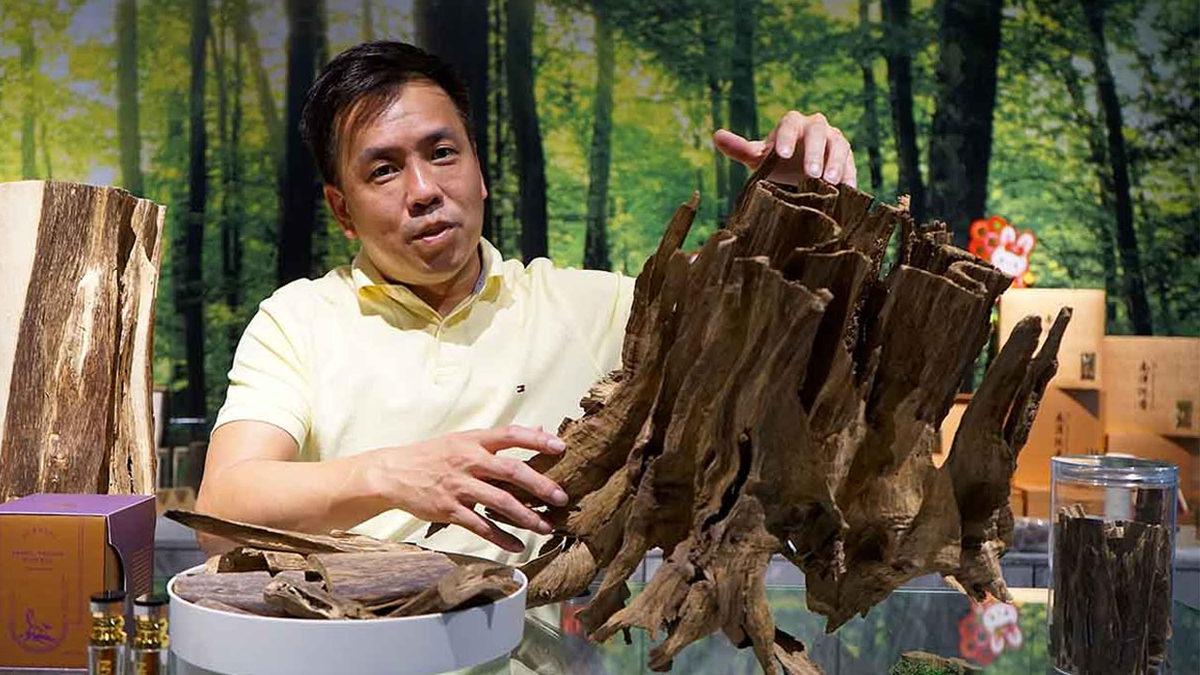 Dünyanın En Pahalı Ağaçlarından Biri Olarak Bilinen Öd Ağacının Kilosu Neden 100.000 Dolara Satılıyor?