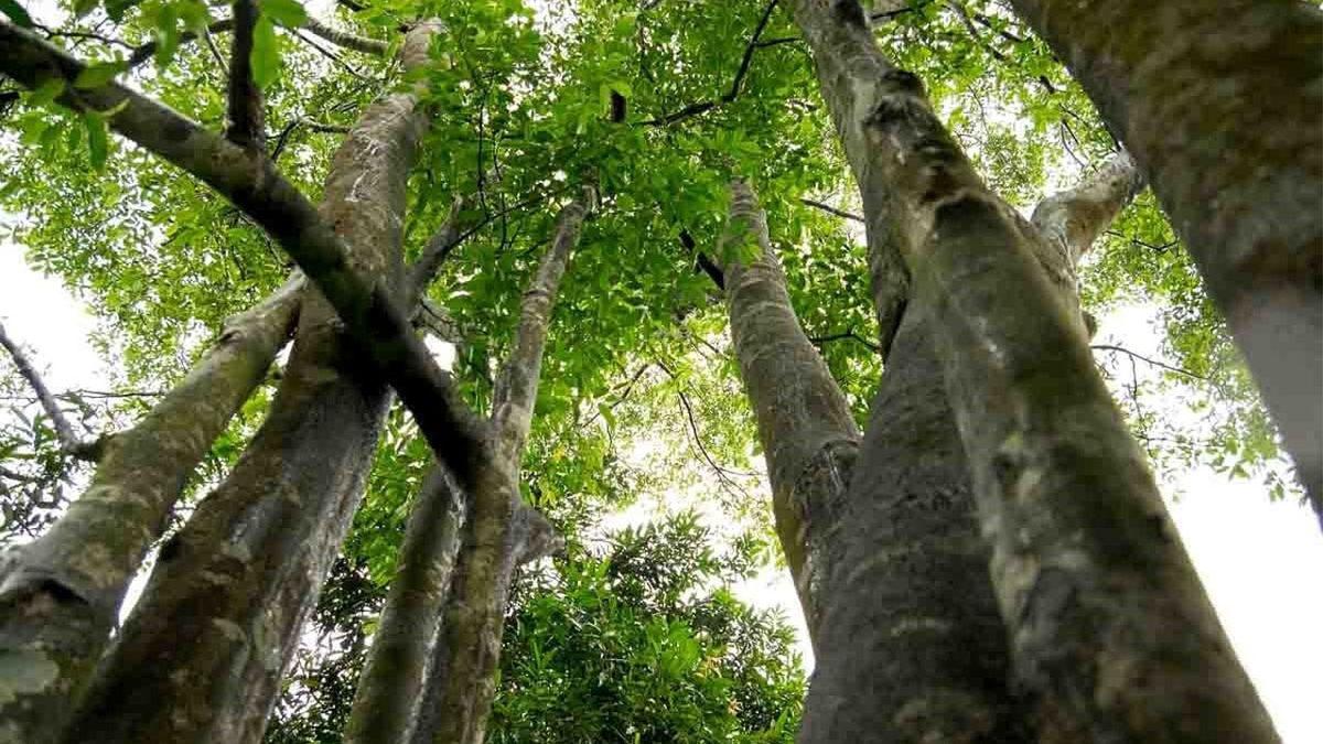 Dünyanın En Pahalı Ağaçlarından Biri Olarak Bilinen Öd Ağacının Kilosu Neden 100.000 Dolara Satılıyor?