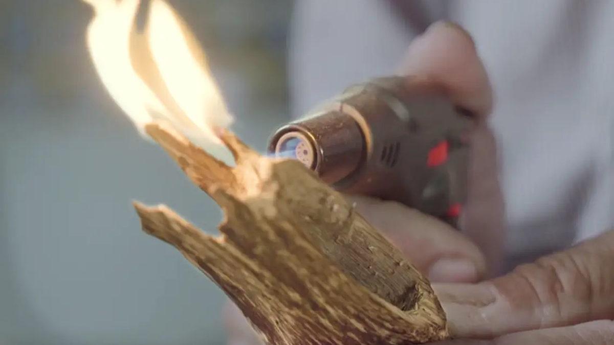 Dünyanın En Pahalı Ağaçlarından Biri Olarak Bilinen Öd Ağacının Kilosu Neden 100.000 Dolara Satılıyor?