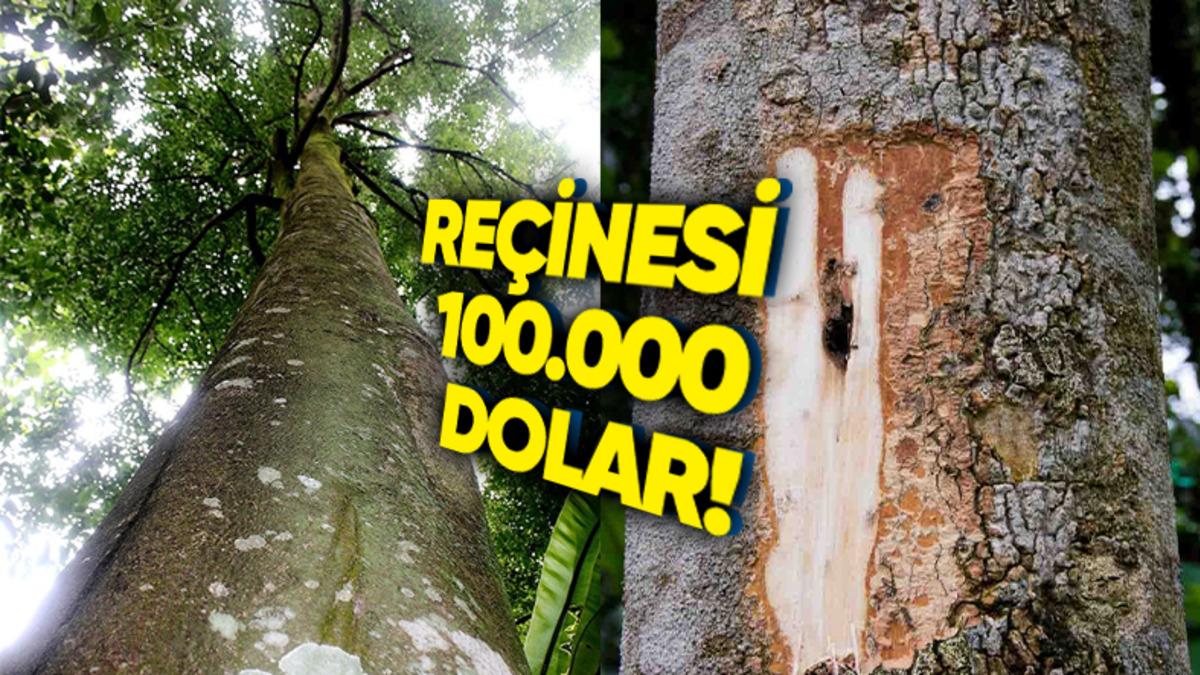 Dünyanın En Pahalı Ağaçlarından Biri Olarak Bilinen Öd Ağacının Kilosu Neden 100.000 Dolara Satılıyor?
