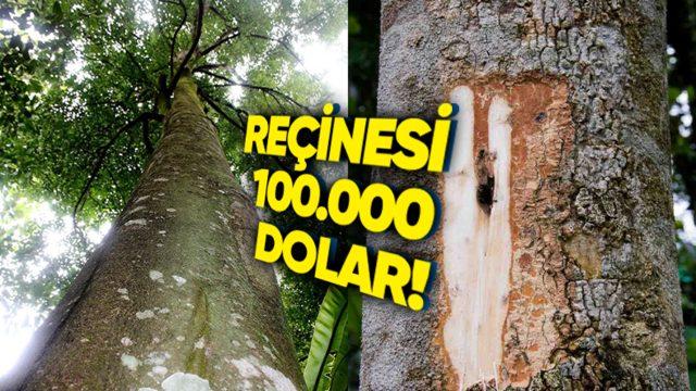 Dünyanın En Pahalı Ağaçlarından Biri Olarak Bilinen Öd Ağacının Kilosu Neden 100.000 Dolara Satılıyor?