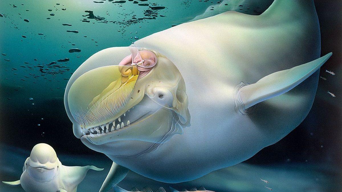 Beluga Balinalarının Kafası Neden Böyle Jöle Gibi? İçinde Ne Var?