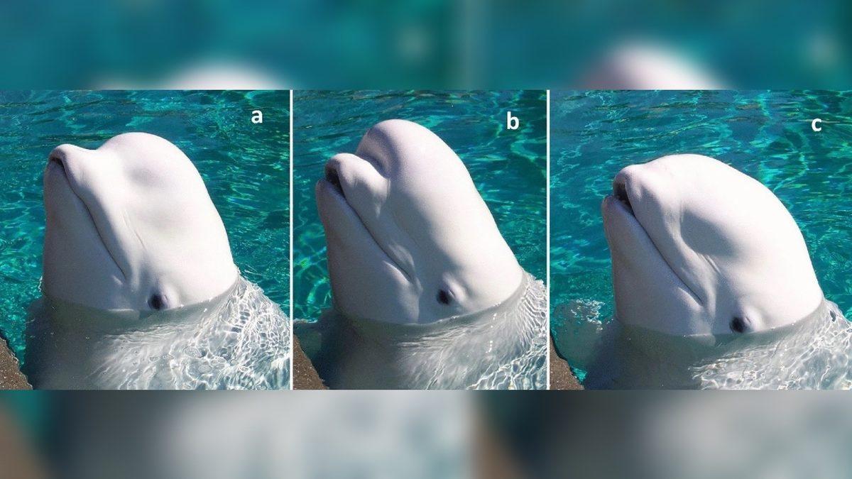 Beluga Balinalarının Kafası Neden Böyle Jöle Gibi? İçinde Ne Var?