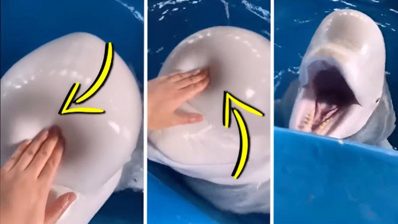 Beluga Balinalarının Kafası Neden Böyle Jöle Gibi? İçinde Ne Var?