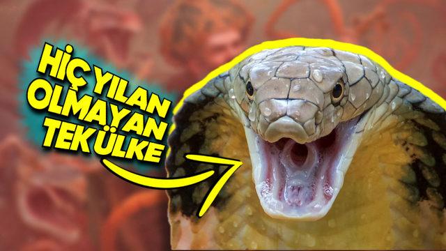 İrlanda’da Hiç Yılan Olmamasının 10 Bin Yıl Önceye Dayanan Sebebi