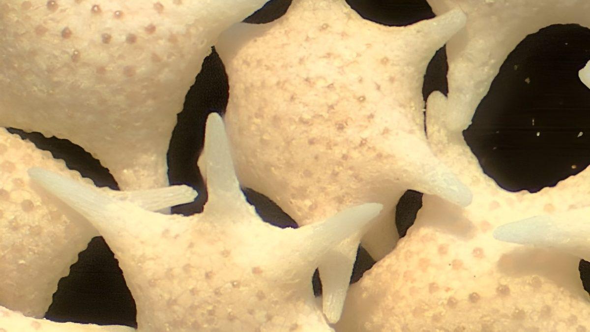 Japonya’nın Yalnızca 3 Farklı Adasında Rastlanan Yıldız Şeklindeki Bu Kum Tanecikleri Aslında Neyin Nesi?