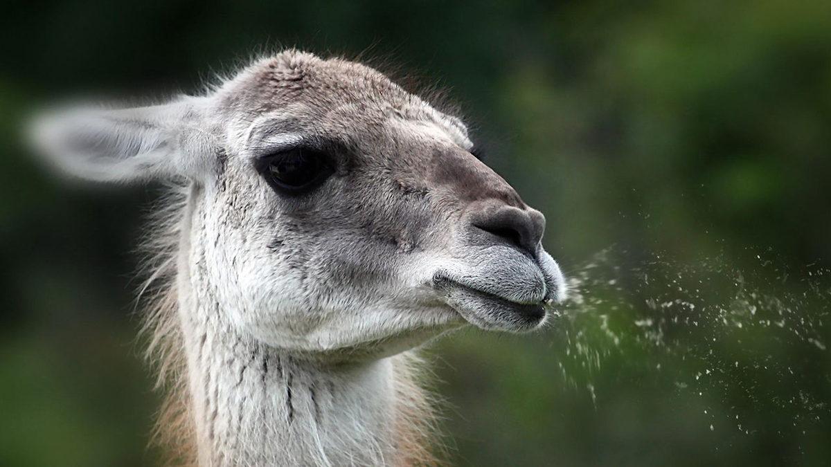 Lamalar Neden Tükürür? Tek Sebebi ’Savunma Mekanizması’ Değil!