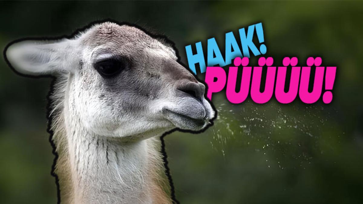 Lamalar Neden Tükürür? Tek Sebebi ’Savunma Mekanizması’ Değil!