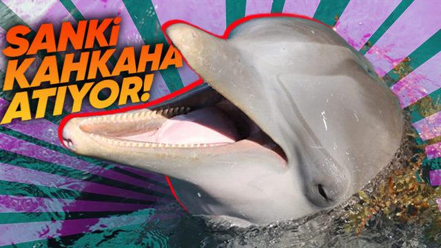 Okyanusun Sevimli Canlıları Yunusların Yüzlerinde Neden Daima Gülme İfadesi Oluyor? (Mutlu Oldukları İçin Değil)