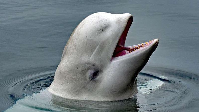 Rusya’nın "Casus Balinası" Norveç Kıyılarında Ölü Bulundu