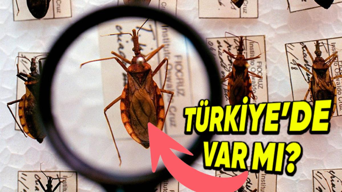Her Yıl Yaklaşık 10 Bin Kişinin Ölümüne Sebep Olan ‘Öpücük Böceği’, Bunu Nasıl Yapabiliyor?