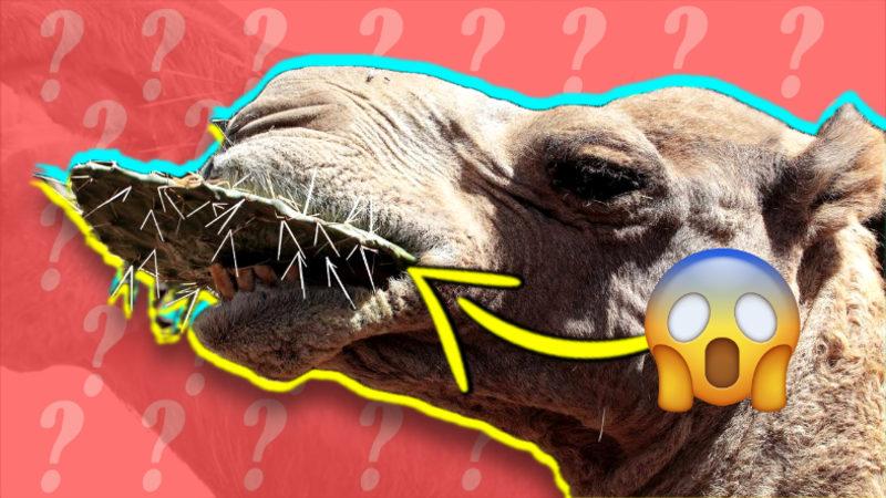 Develer Nasıl Oluyor da Dikenli Kaktüsleri Poğaça Yer Gibi Hapır Hupur Yiyebiliyor?