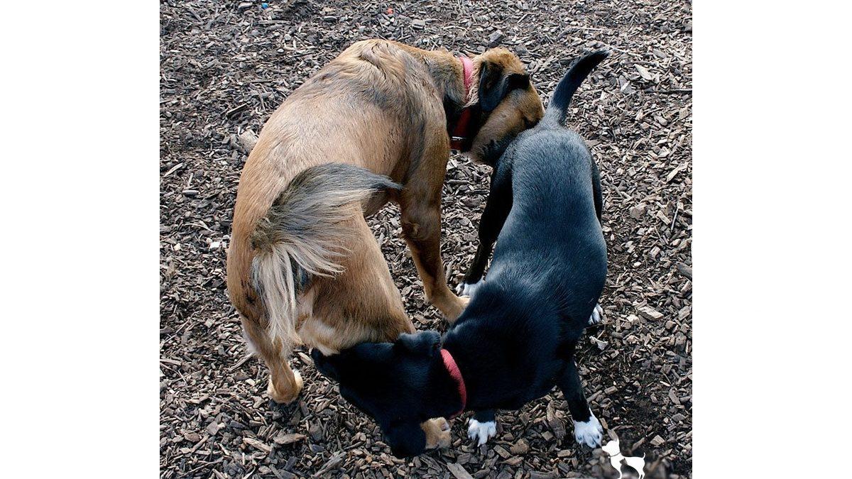 Köpeklerin Birbirinin Poposunu GBT Sorgular Gibi Koklamasının Sebebi Ne?