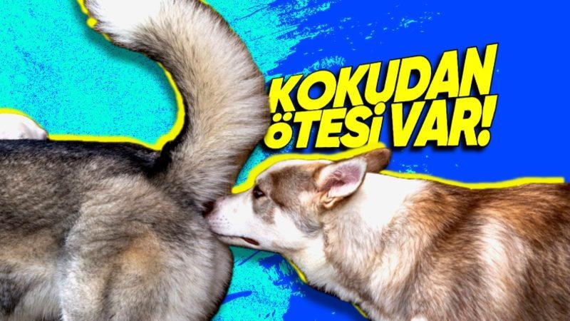 Köpeklerin Birbirinin Poposunu GBT Sorgular Gibi Koklamasının Sebebi Ne?