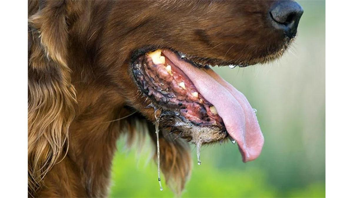 Hayvanlar da Tıpkı Bizler Gibi Terliyor mu? Belki de Sadece Biz Fark Etmiyoruzdur!