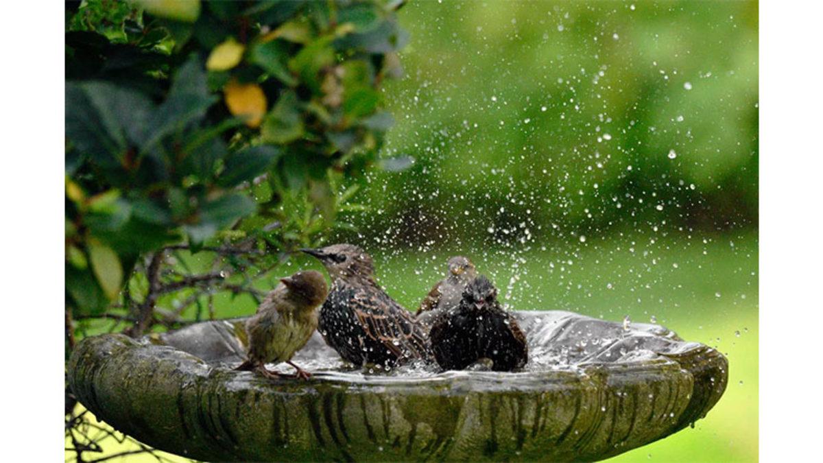 Hayvanlar da Tıpkı Bizler Gibi Terliyor mu? Belki de Sadece Biz Fark Etmiyoruzdur!