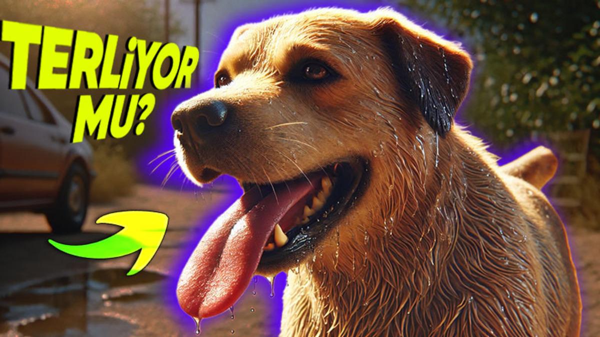 Hayvanlar da Tıpkı Bizler Gibi Terliyor mu? Belki de Sadece Biz Fark Etmiyoruzdur!