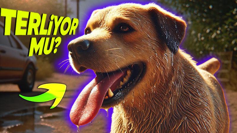 Hayvanlar da Tıpkı Bizler Gibi Terliyor mu? Belki de Sadece Biz Fark Etmiyoruzdur!