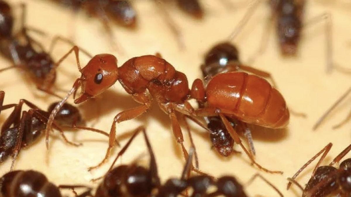 Başka Yuvalardaki Karıncaları Kaçırıp Bildiğiniz Köle Olarak Çalıştıran Amazon Karıncalarının “E Bu Zalimlik!” Dedirtecek İlginç Yaşamları