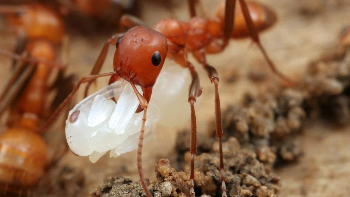 Başka Yuvalardaki Karıncaları Kaçırıp Bildiğiniz Köle Olarak Çalıştıran Amazon Karıncalarının “E Bu Zalimlik!” Dedirtecek İlginç Yaşamları