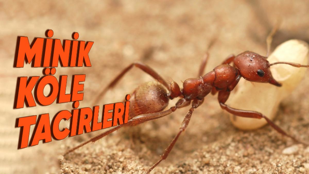 Başka Yuvalardaki Karıncaları Kaçırıp Bildiğiniz Köle Olarak Çalıştıran Amazon Karıncalarının “E Bu Zalimlik!” Dedirtecek İlginç Yaşamları