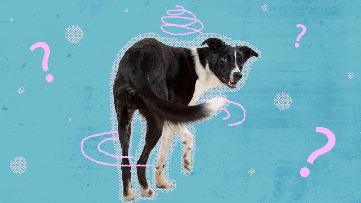 Köpekler Tuvaletlerini Yapmadan Önce Neden Etraflarında Bir Kaç Kez Dönerler? (Sevimlilik Olsun Diye Değil!)